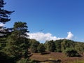 Glider in the Nature reserve Fischbeker Heide, Hamburg Ã¢â¬â Germany